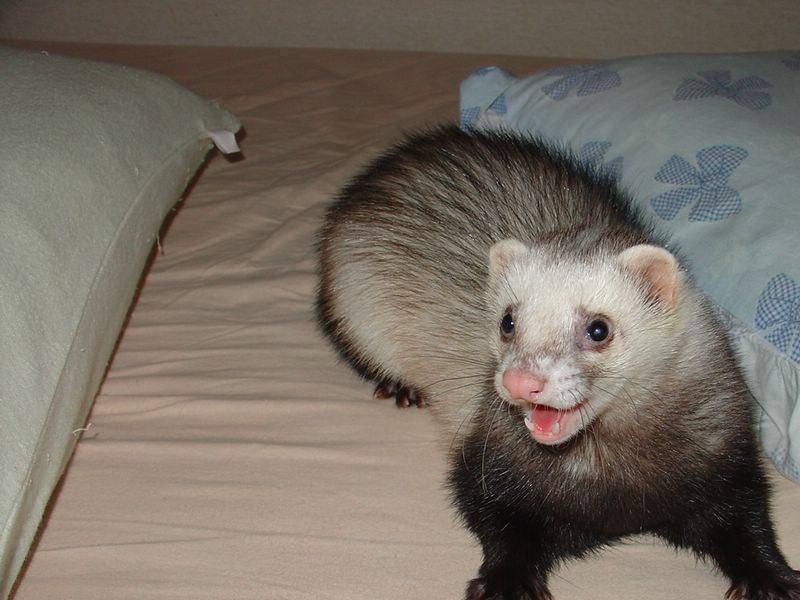 Ferret 2.jpg